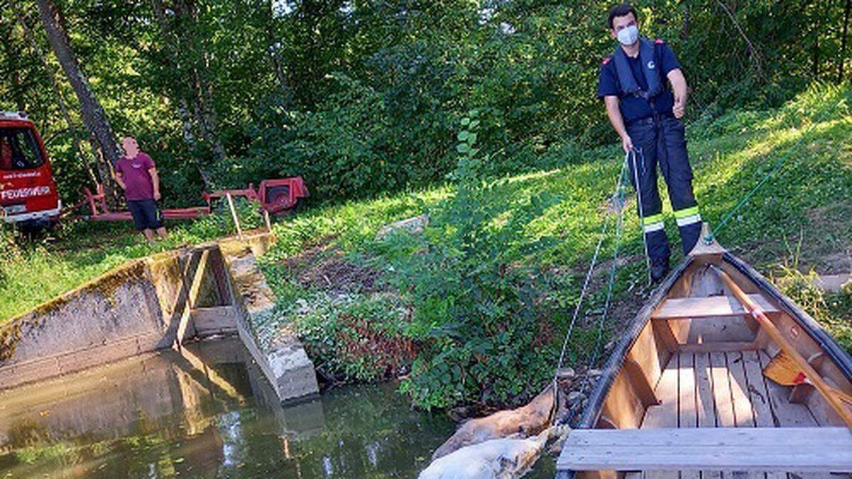 Mit der Zille der Feuerwehr Altneudörfl wurden die Tierkadaver geborgen