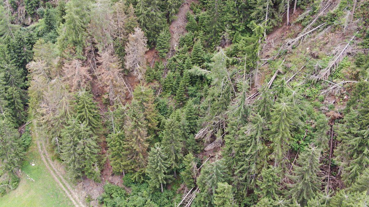 Der Borkenkäferbefall in Osttirol nimmt verheerende Ausmaße an - im Fokus steht das Aufrechterhalten der Schutzwirkung