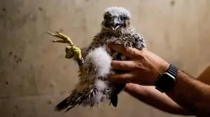 Eines der Wanderfalkenküken aus Mellach bei Beringung
