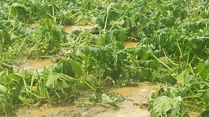Auch am Mittwoch wurde es noch heiß, bevor Unwetter niedergingen - teils mit Hagel, wie hier in St. Anna am Aigen.