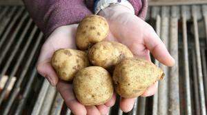  Gentechnisch veränderte Kartoffeln