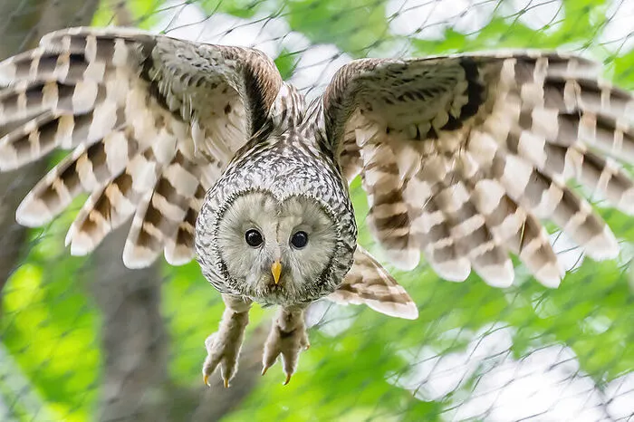 Im August wurde das prächtige Tier im Rahmen eines Schutzprogrammes im Wildnisgebiet von Dürrenstein in die Freiheit entlassen.