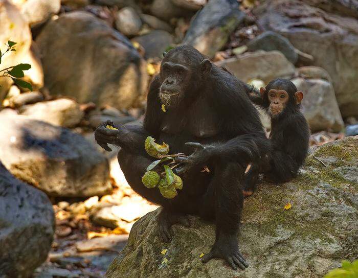 Schimpansen im Mahale Nationalpark Tansania.