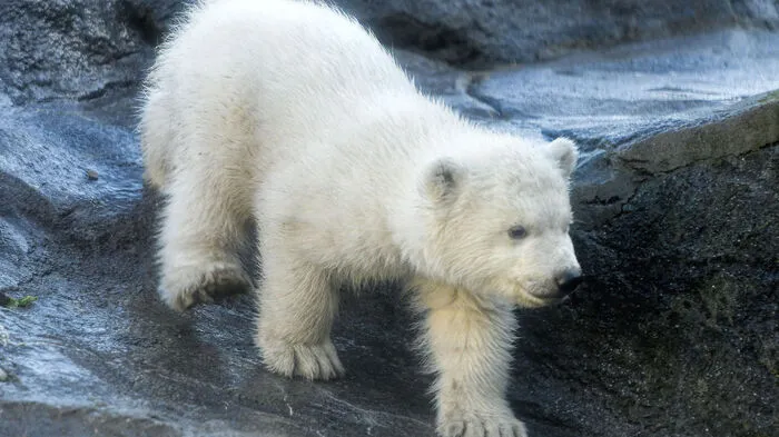 Der erste Ausgang des drei Monate alten Eisbärenjungen im Tiergarten Schönbrunn wurde von einer Schar Journalisten begleitet.