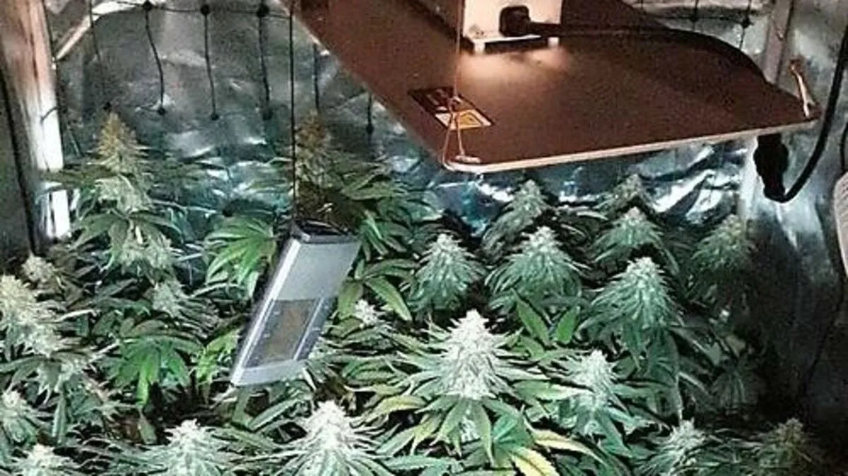 Professionelle Cannabis-Aufzucht im Schlafzimmerkasten versteckt