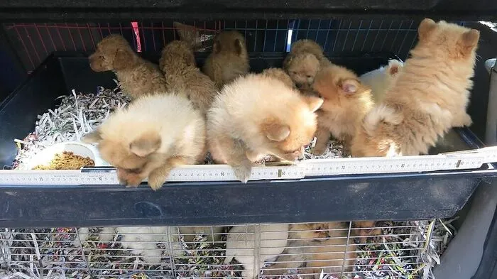Die kleinen Hundebabys