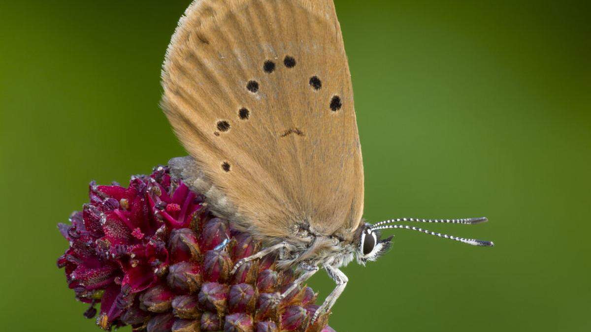 Der Wiesenknopf Ameisenbläuling ist europaweit geschützt