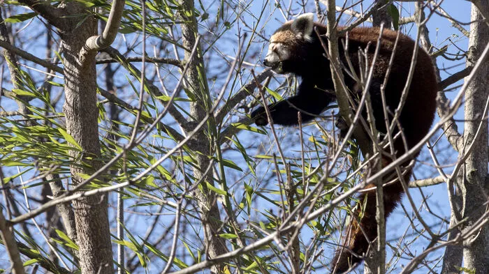 Hoch oben im Geäst eines Ahorns knabbert der Rote Panda genussvoll an den ersten Bambusblättern