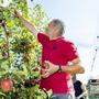 Den Apfelbauern bleibt durchschnittlich 35 Cent für ein Kilo Äpfel