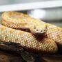Ein Klagenfurter Häftling hielt elf hochgiftige Schlangen, wie diese Albino-Klapperschlange, in seiner Wohnung