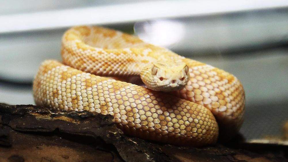 Ein Klagenfurter Häftling hielt elf hochgiftige Schlangen, wie diese Albino-Klapperschlange, in seiner Wohnung