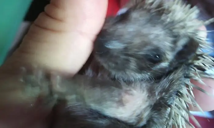 Winziges Igelbaby in der Hand von Ute Rusicky.