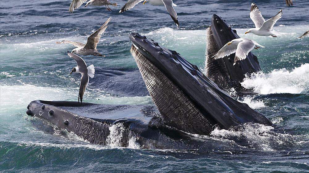 Buckelwale sind oft in Küstennähe vorkommende Vertreter der Furchenwale. Sie erreichen eine Körpergröße von 12 bis 15 Metern