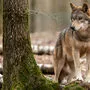 Waidgerechte Erlegung des Wolfes für vier Wochen in Paternion gestattet