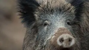 Wildschweine sind gute Schwimmer  | Wildschweine sind gute Schwimmer 