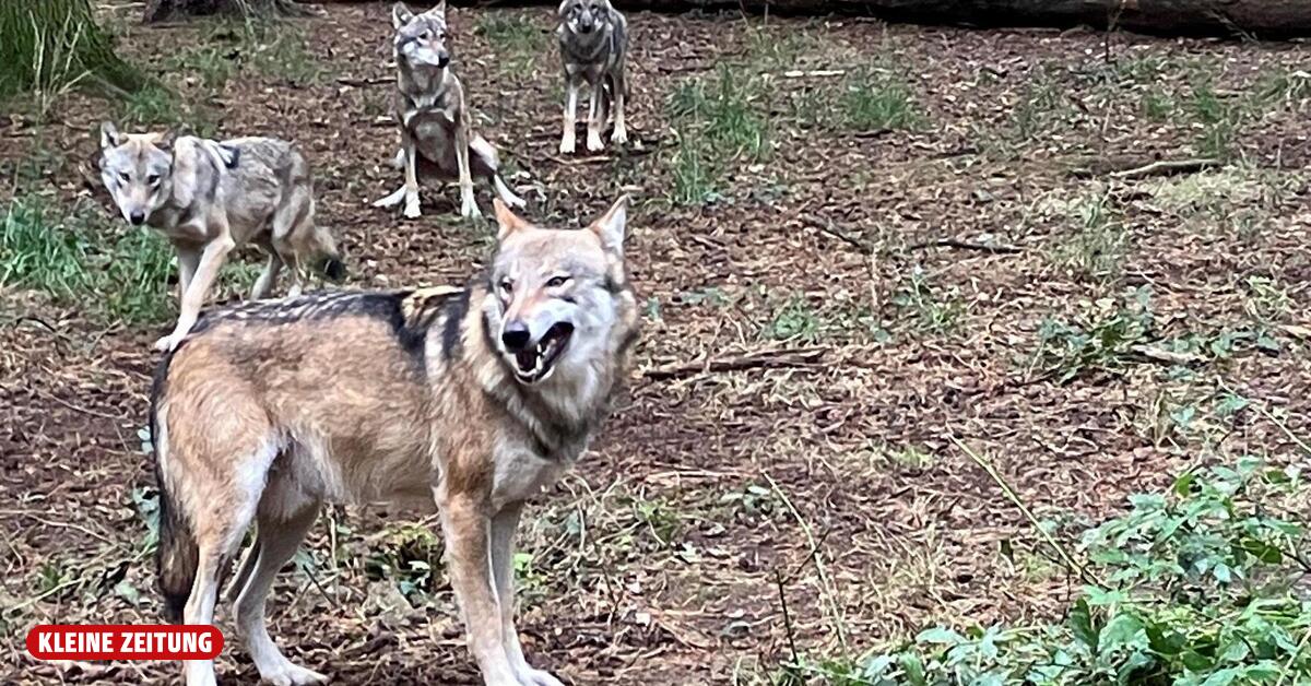 Intensive hunting: Carinthia officially no longer has any wolf packs