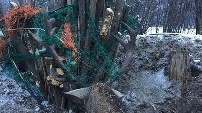 Hirsch verfing sich und tobte wie wild