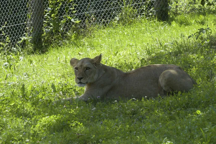 Unter den vielen geladenen Gästen und Tierpaten waren auch Landesrätin Barbara Eibinger-Miedl, Bürgermeister Alexander Allmer und Max Herberstein