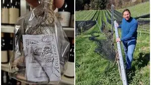 Auf dem Foto sieht man rechts einen Mann im blauen Pulli, der in einem Weingarten steht und eine kaputte Säule hält, links sieht man ein Plastiksackerl, in dem ein Zettel und ein Drahtstück zu sehen sind | Winzer Harald Lieleg im wohl berühmtesten Teil seines Weingartens, links ein Sackerl mit Hagelnetz und einem Drahtstück