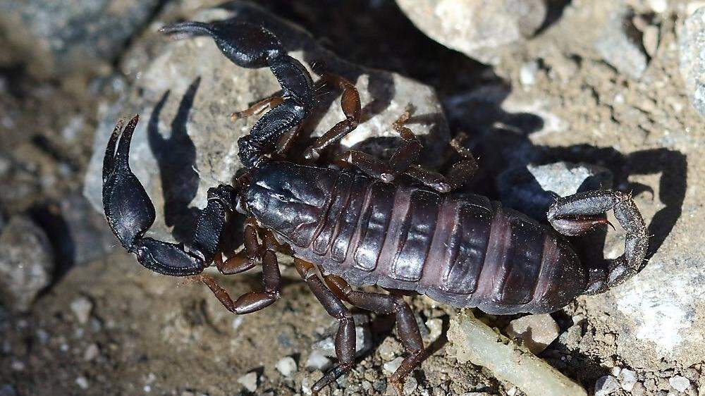 Der Skorpion ist circa fünf Zentimeter groß