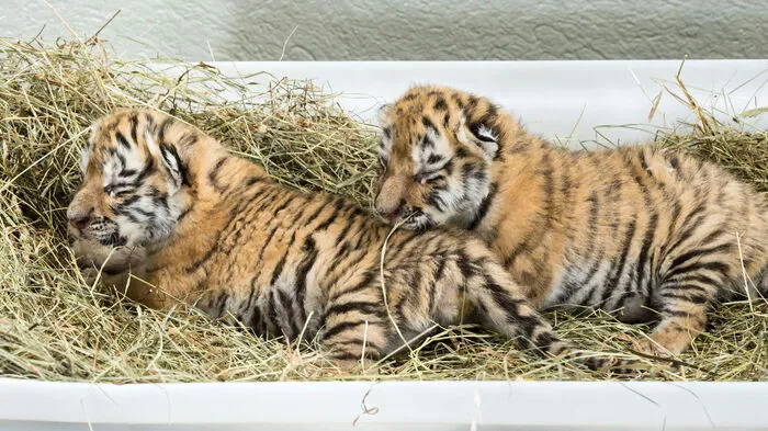 Vor einer Woche hat der Tiergarten Schönbrunn auf Wunsch der Behörden zwei Tiger-Jungtiere vorübergehend zur Aufzucht übernommen. 