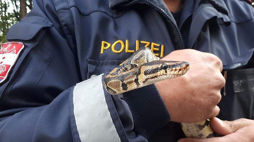 Die Polizei muss immer wieder ausrücken, um Schlangen einzufangen