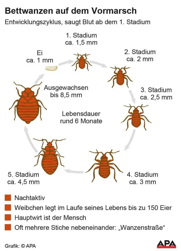 Bettwanzen auf dem Vormarsch