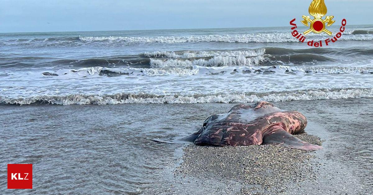 A pedestrian stumbles over a huge fish on Venice Beach