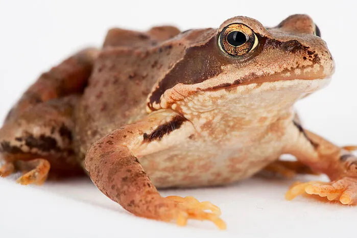 Eine "Allerweltsart", die allerdings zu den gefährdeten Tieren gehört, hat die Deutsche Gesellschaft für Herpetologie und Terrarienkunde in Kooperation mit der Österreichischen Gesellschaft für Herpetologie zum "Lurch des Jahres" gewählt: den Grasfrosch. Er ist bräunlich gefleckt und ausgewachsen sechs bis neun Zentimeter lang. Wenn die Temperaturen im Frühling über die Fünf-Grad-Marke steigen, wandern die Grasfrösche von ihren Winterverstecken in die Laichgewässer und gehören damit zu den ersten Amphibien, die sich nach der kalten Jahreszeit regen. 