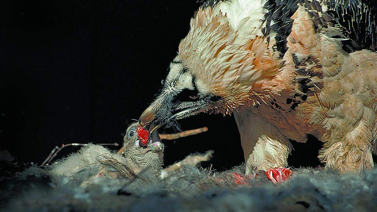 Mitte Juli dürften die Jungvögel flügge werden