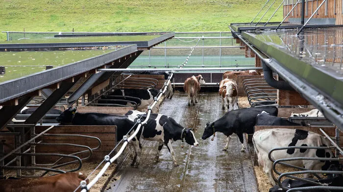 In diesem Tierwohl-Stall für Milchkühe in Raumberg-Gumpenstein, wird zum Beispiel erforscht, welche Liegeboxen Kühe bevorzugen und wie sich rutschfester Bodenbelag auswirkt.