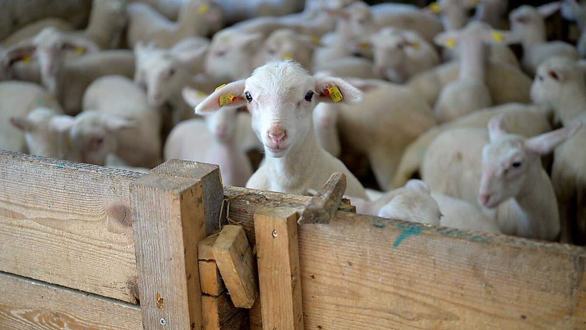 79 Schafe wurden in der Oststeiermark geschächtet