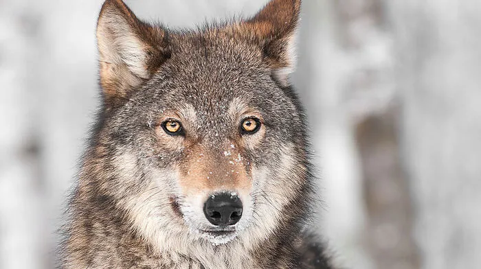 Dem Wolf auf der Spur (Symbolfoto)