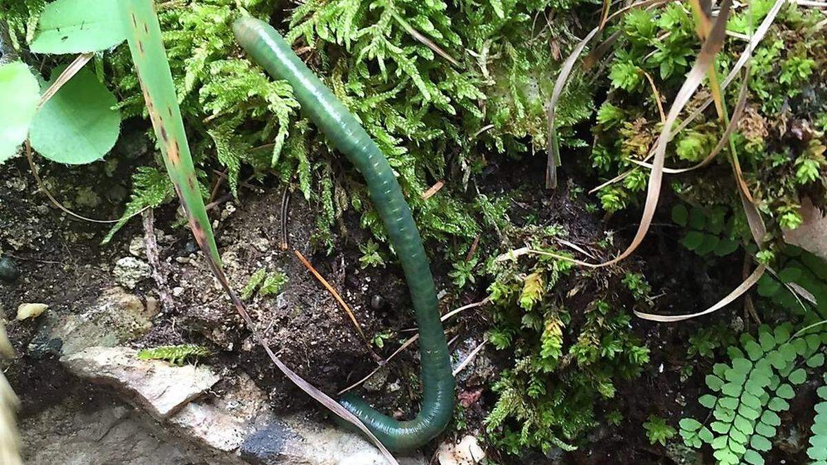 Unbekannt, aber in Kärnten gar nicht so selten, ist der smaragdgrüne Regenwurm (lateinisch Allolobophora Smaragdina)