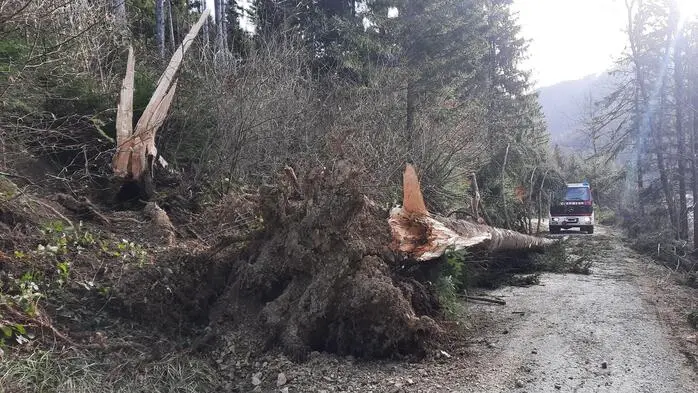 Die entwurzelte Bäume blockierten die Straße