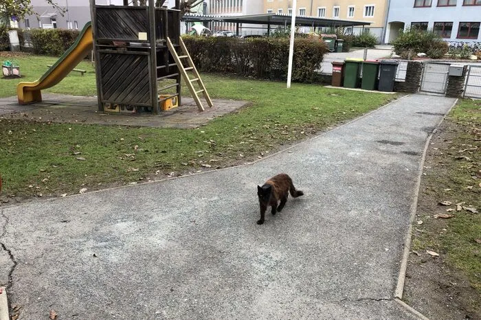 ... wie Autos, Hunde oder Passanten