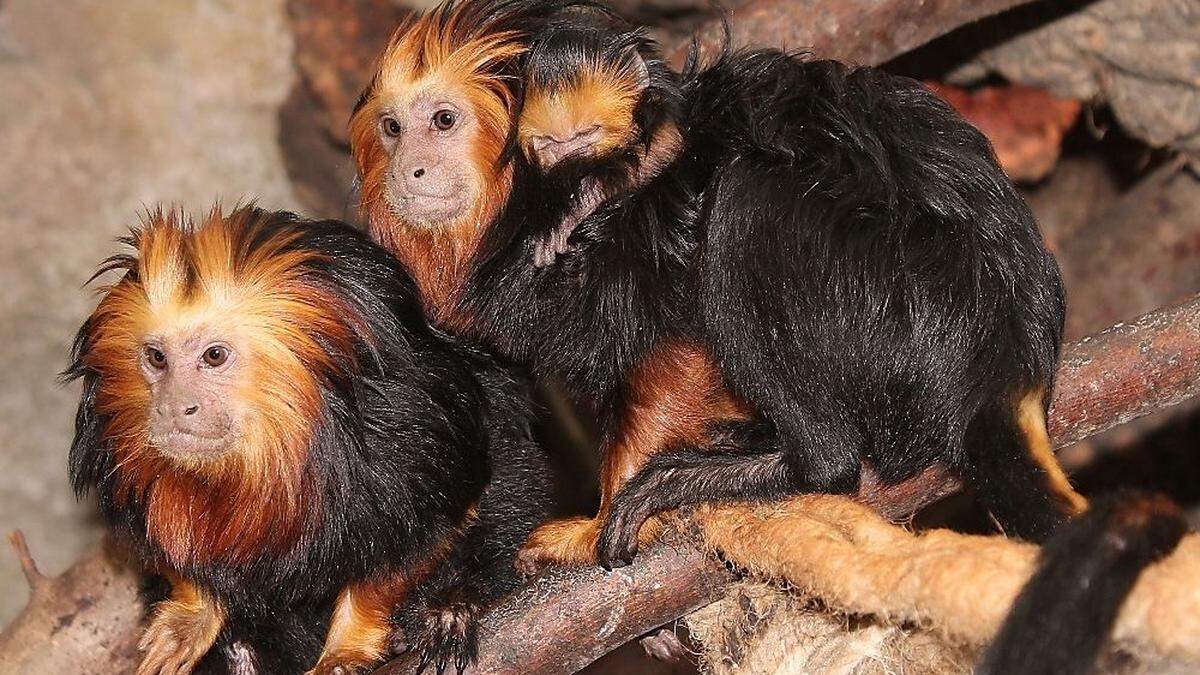 Mama, Papa und Baby