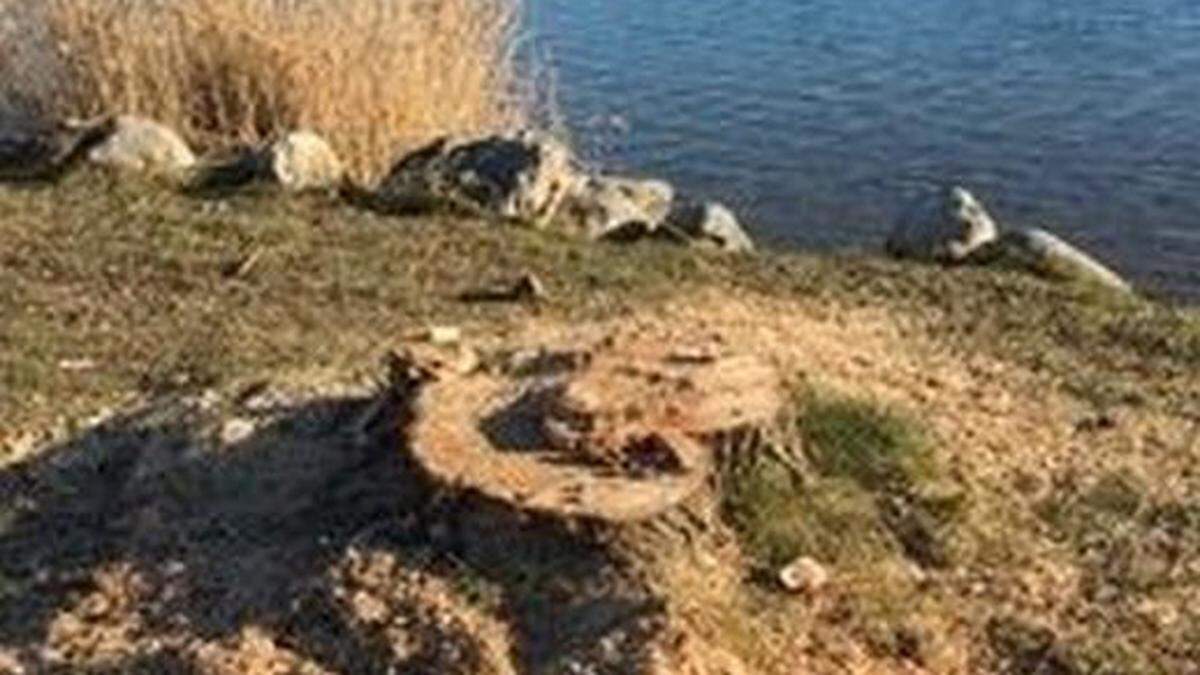 Eine Trauerweide im Strandbad Drobollach musste gefällt werden