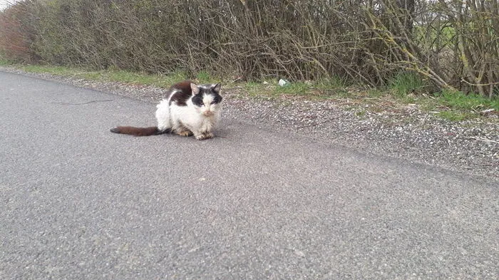 Für die verwahrloste Katze kam jede Hilfe zu spät