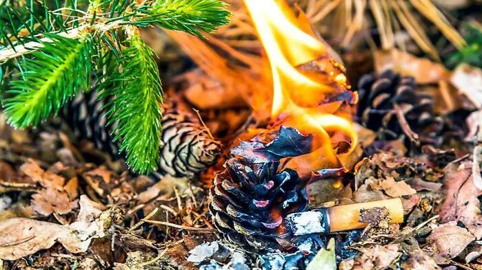 Die vorherrschende Trockenheit begünstigt die Entstehung von Waldbränden
