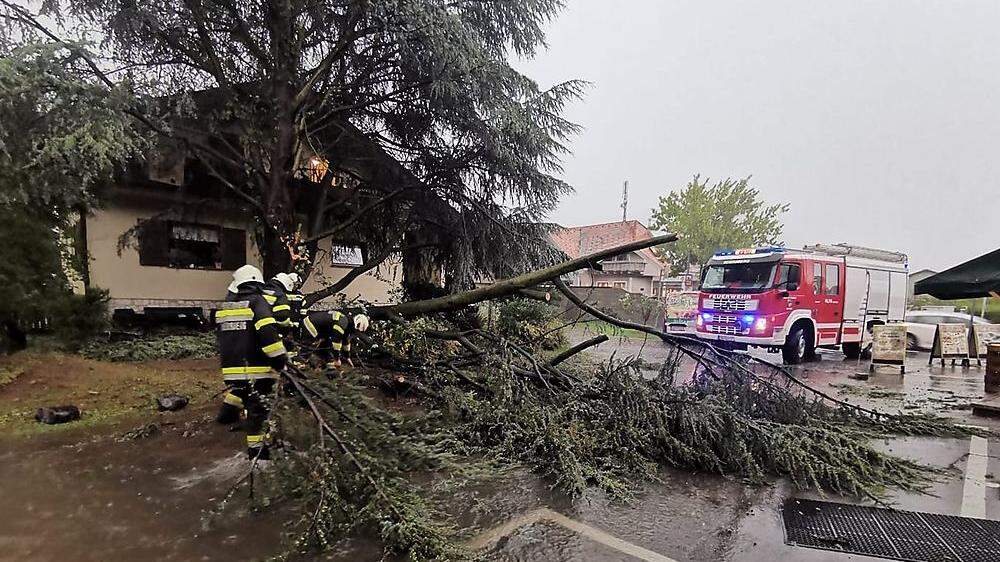 Umgestürzter Baum in Seiersberg-Pirka