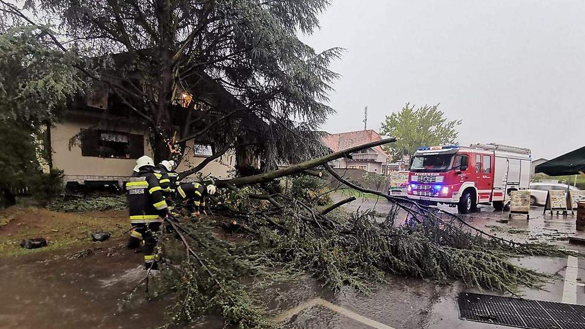 Umgestürzter Baum in Seiersberg-Pirka