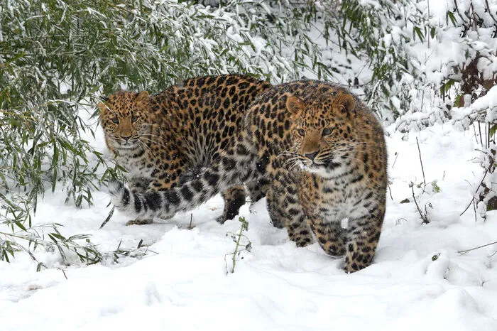 Die Leoparden-Zwillinge 'Inga' und 'Baikal' stapfen durch den Schnee.