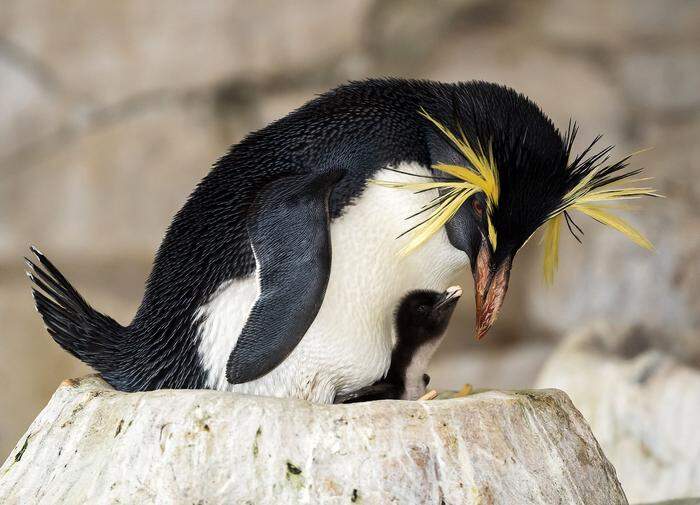 Die Pinguin-Eltern wärmen ihre Küken abwechselnd und füttern sie mit vorverdautem Fischbrei