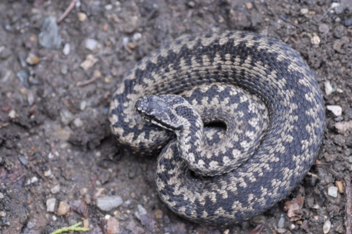 Auch die Kreuzotter zählt zu den Giftschlangen. Sowohl die Hornviper als auch die Kreuzotter haben ein Zackenband vom Kopf bis zur Schwanzspitze, die Kreuzotter ist aber dunkler, oft tiefschwarz. Ihr Lebensraum ist von 700 bis über 2000 Höhenmeter. Sie ist im Gebirge unter Baumstümpfen, auf Weiden, an feuchten Stellen, wo es Frösche gibt, anzutreffen.