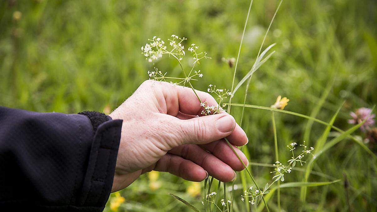 In Österreich seien Wiesentypen wie Magerwiesen, Feuchtwiesen oder Trockenrasen gefährdet 