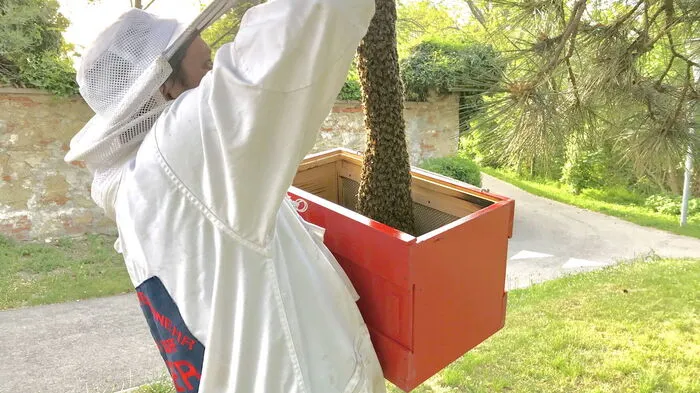 In Österreich gibt es derzeit knapp 32.000 Bienenhalterinnen und Bienenhalter.