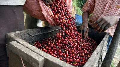 Der Preis für Kaffeebohnen ist stark gefallen