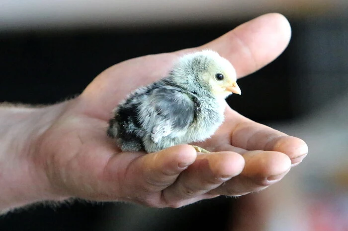700 Tiere von rund 100 Kleintierzüchtern aus Slowenien, Deutschland, Italien, Südtirol und Österreich konnten dabei einer genauen Betrachtung unterzogen werden. 