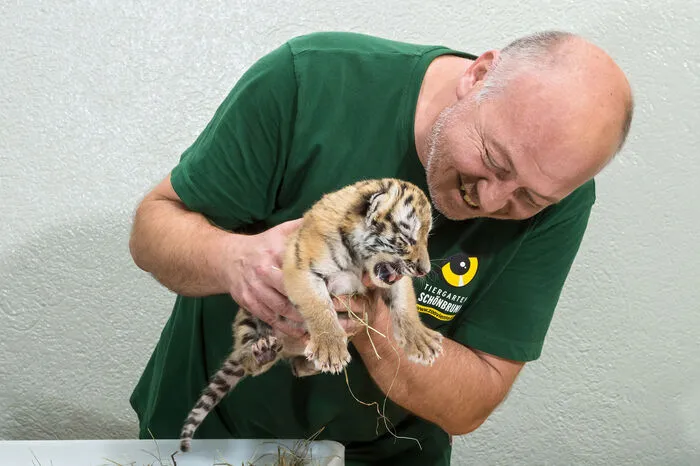 Die Aufzucht liegt in den Händen des erfahrenen Tierpflegers Andreas Eder, seit vielen Jahren Revierleiter des Großkatzenreviers in Schönbrunn.